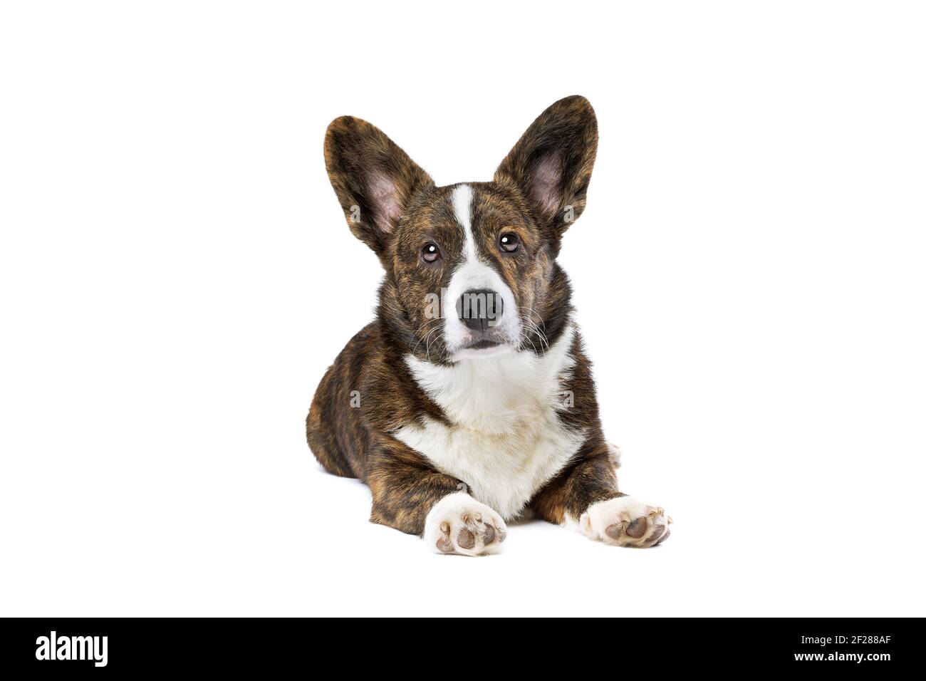Gilet blanc et bringé chien Corgi gallois Banque D'Images