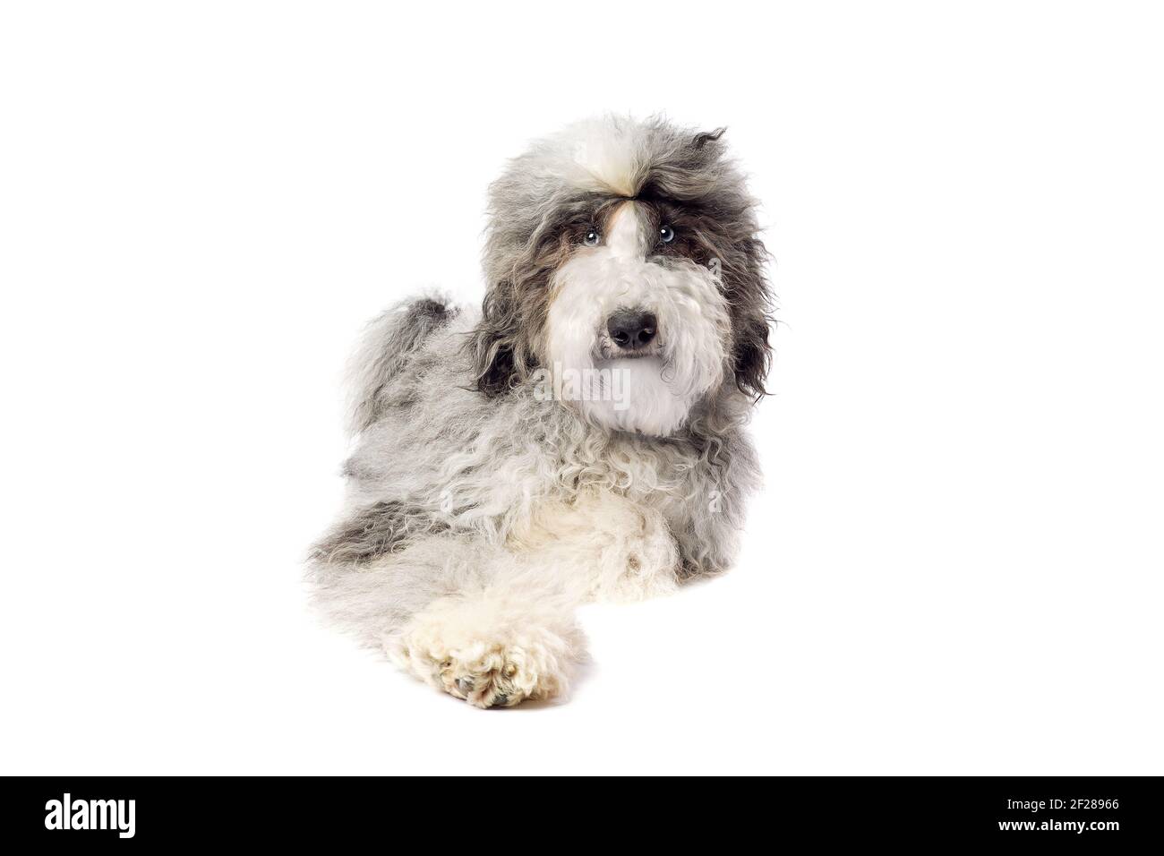 Chien de Sheepadoodle isolé sur blanc Banque D'Images