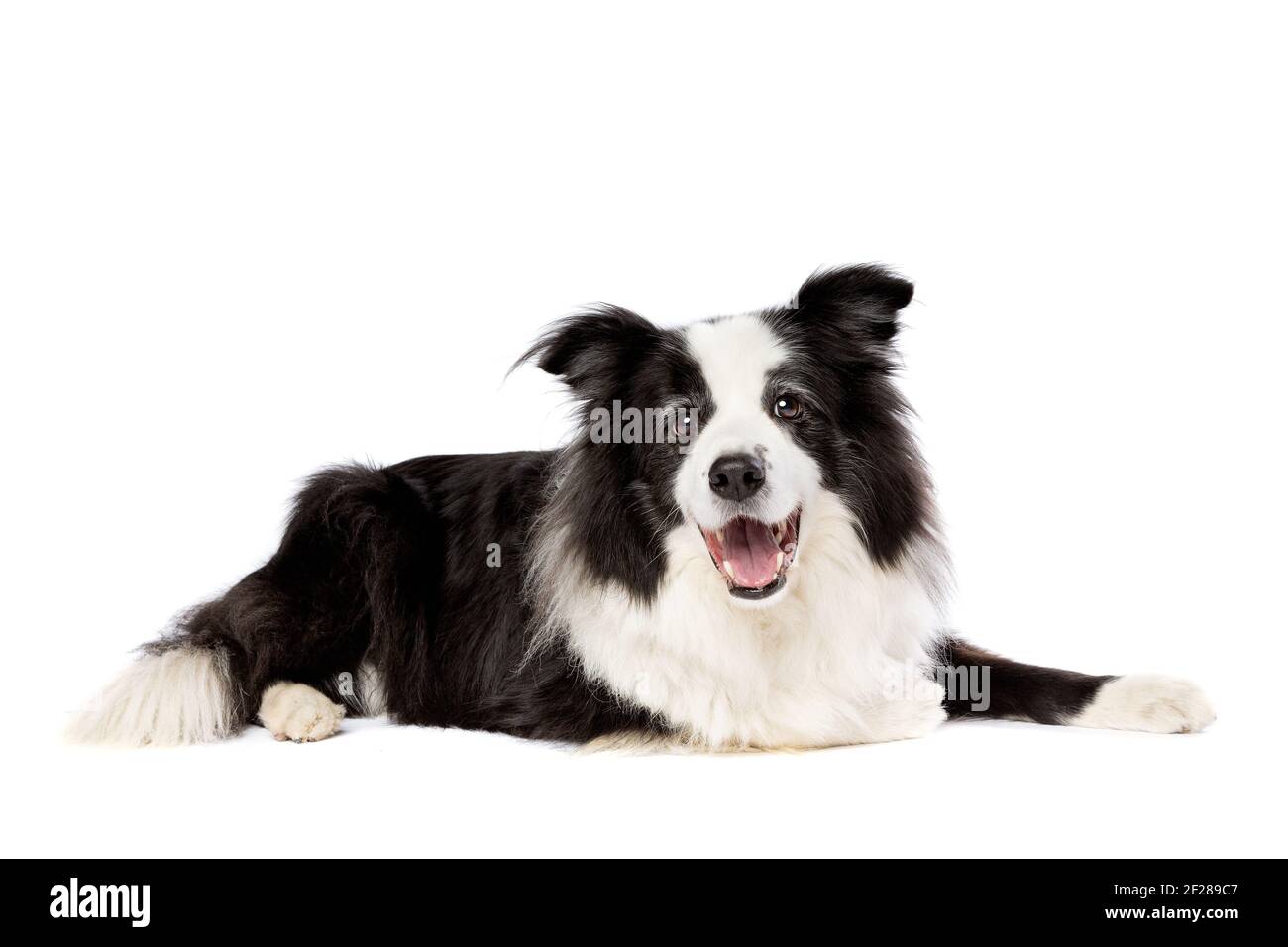 Chien de berger de Border collie isolé sur blanc Banque D'Images