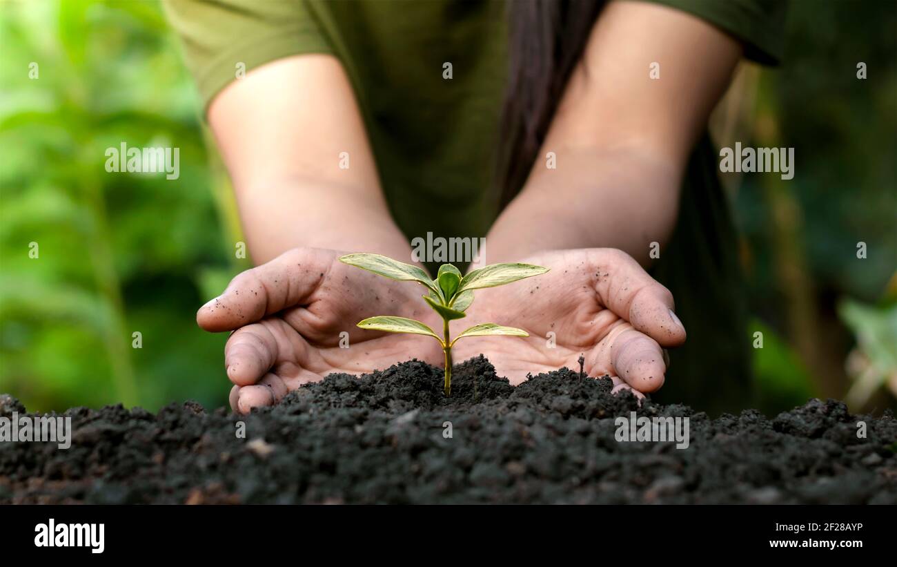 Les jardiniers plantent des arbres ou des semis sur fond vert flou concept de conservation de la forêt. Banque D'Images