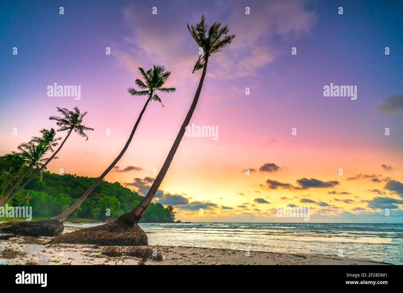 Cocotier Sur Une Plage Tropicale Deserte Banque D Image Et Photos Alamy