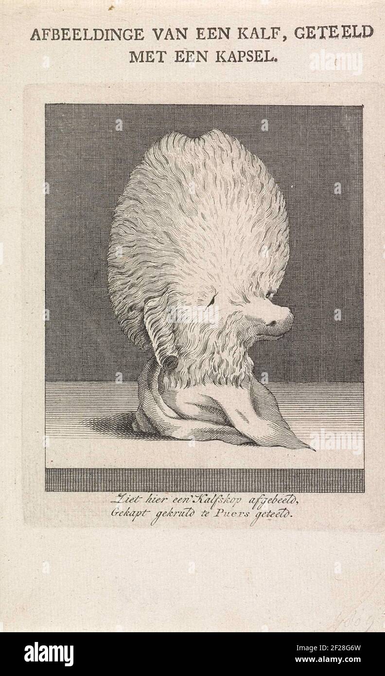 Kalfskop a rencontré kapsel, 1778; Afbeeldinge van een kalf, geeeld a rencontré een kapsel.A tête de veau à fourrure semblable à une coiffure. Né dans le village de Puers à Brabant le 27 janvier 1778. Satire sur les coiffures stylées de Brabant à ce moment-là. Au bas d'un frais à deux pattes. Banque D'Images