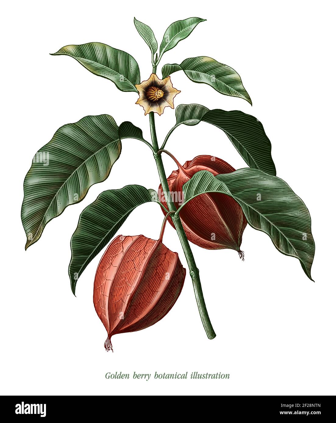 Golden Berry illustration botanique style vintage clip art isolé sur arrière-plan blanc Banque D'Images