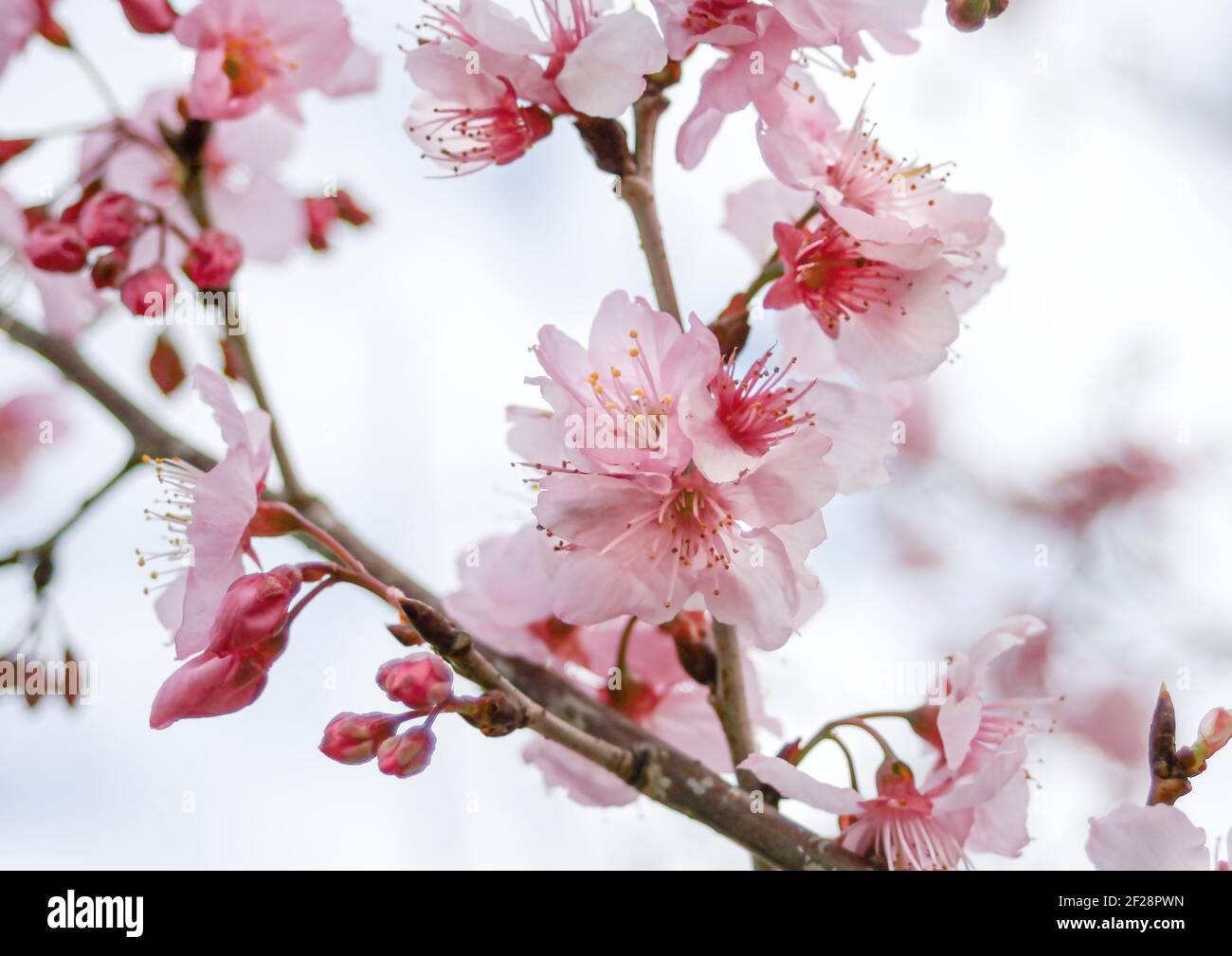 Fleurs de cerisier rose dans une branche Banque D'Images