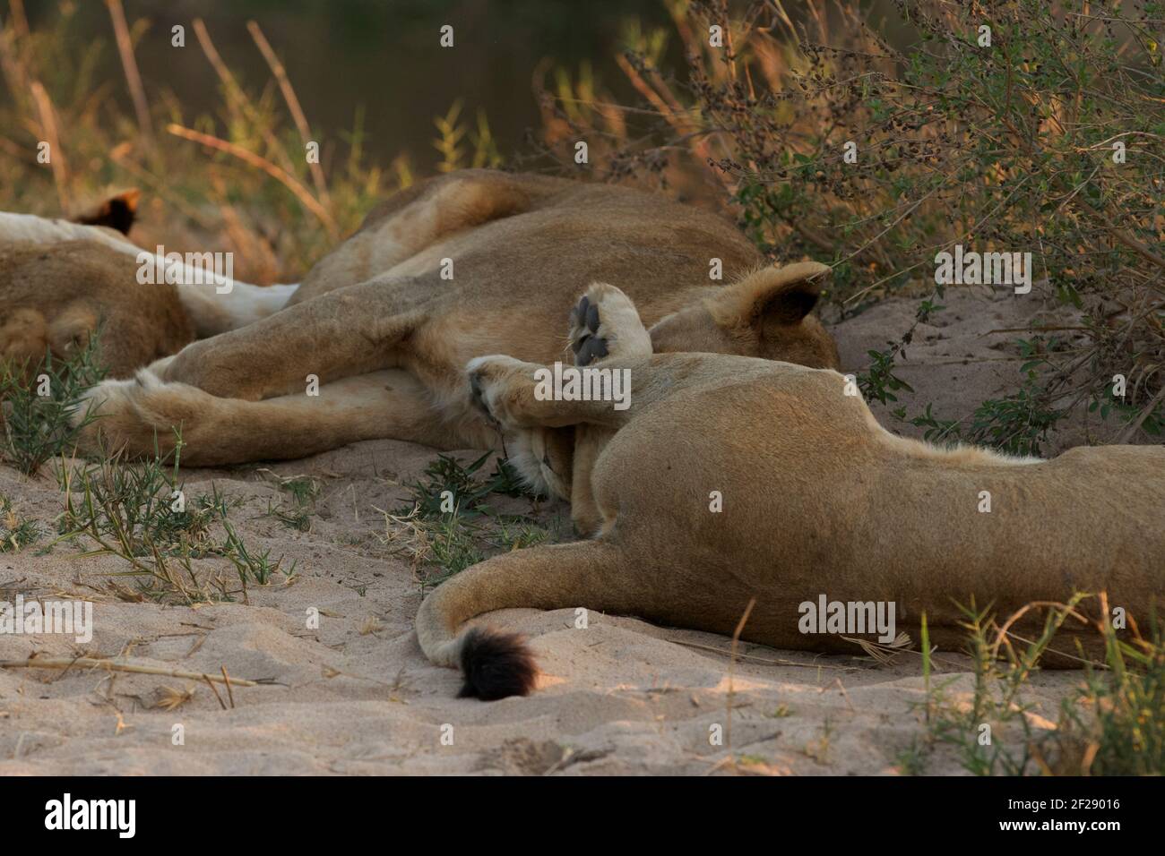 Lions de Sabi Sands, explorant la Savannah en Afrique du Sud Banque D'Images