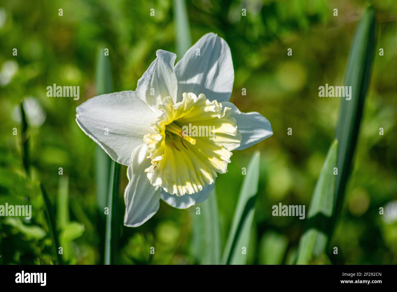Narcissus tazetta, crème narcissus, Nom(s) commun(s): Papier blanc Narcissus Polyanthos Narcissus Tezetta daffodils Banque D'Images