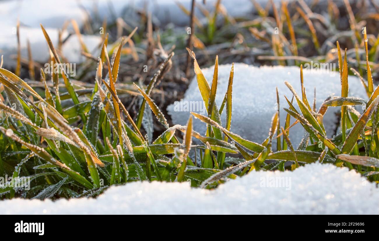 Hiver sous la neige, lever du soleil le matin, feuilles de blé couvertes de givre, feuilles de blé jaunées congelées par une forte gelée matinale au printemps. Banque D'Images