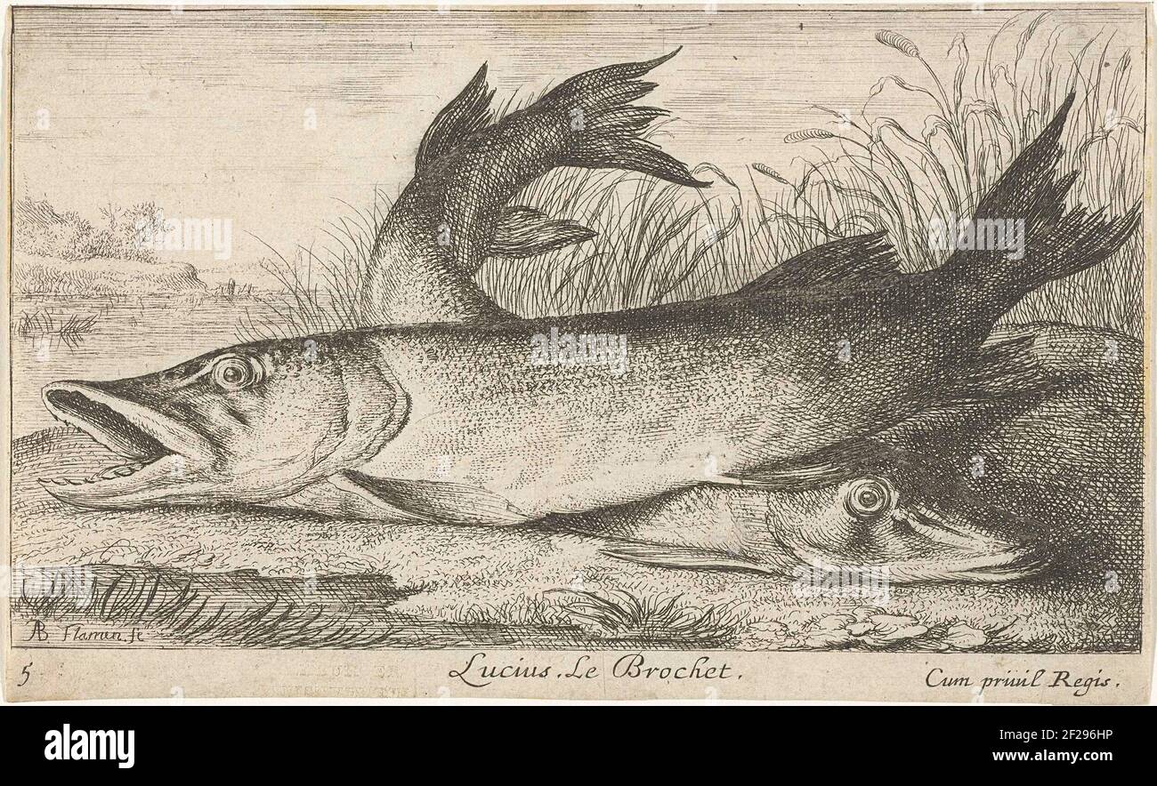 Deux brochets sur un bord de rivière; Lucius. Le brochet.; poissons et autres animaux marins - première série sur l'eau douce; Divers Especes de Poissons d'eau douce .. Banque D'Images