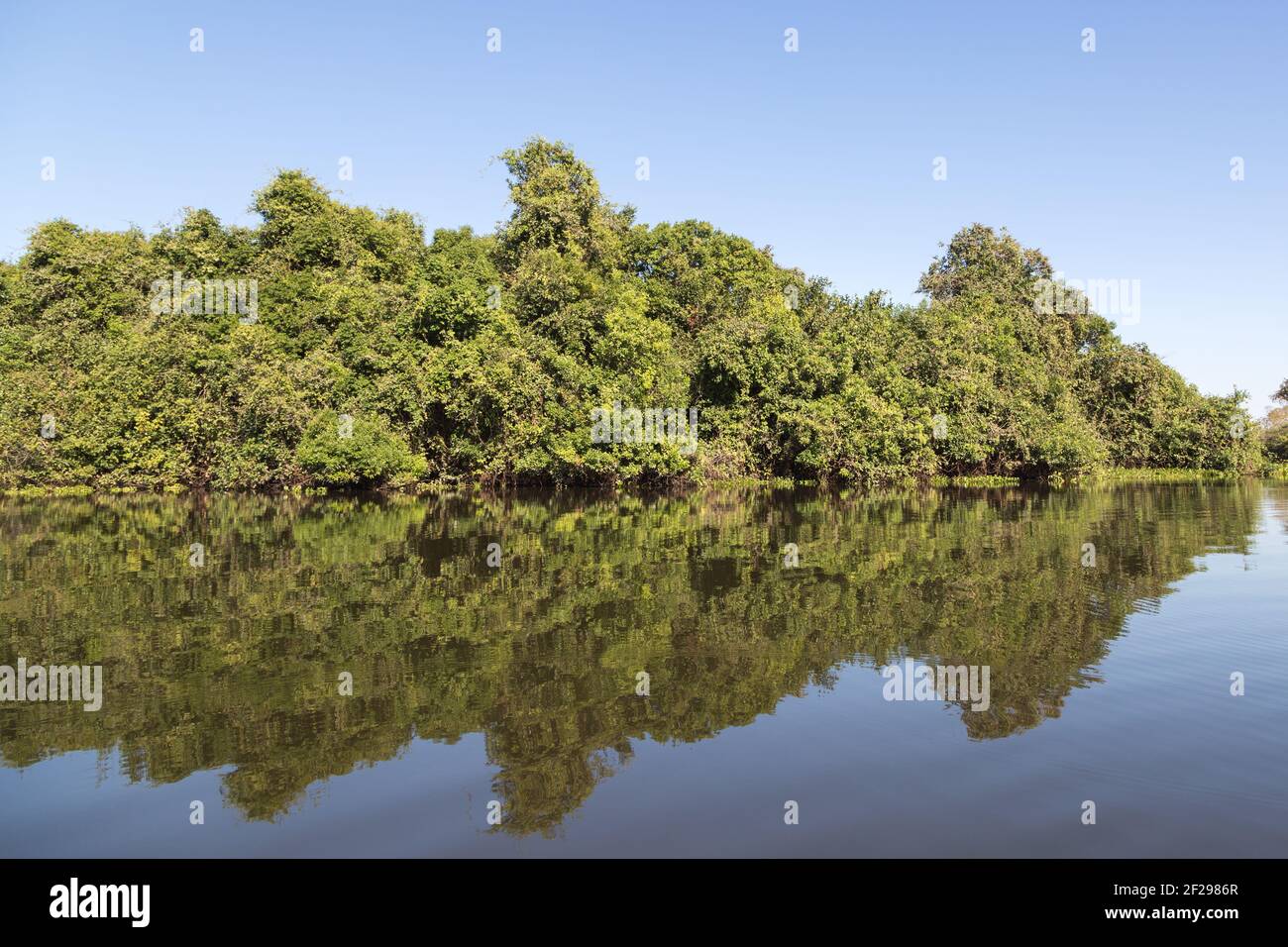 Sur le Rio Claro: Arbres avec réflexions dans l'eau dans le Pantanal à Mato Grosso Brésil Banque D'Images