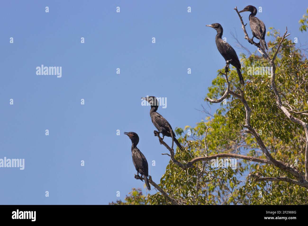 Quelques cormorans Olivacieux (Phalacrocorax brasilianus) dans un arbre vu dans le Pantanal nord à Mato Grosso, Brésil Banque D'Images