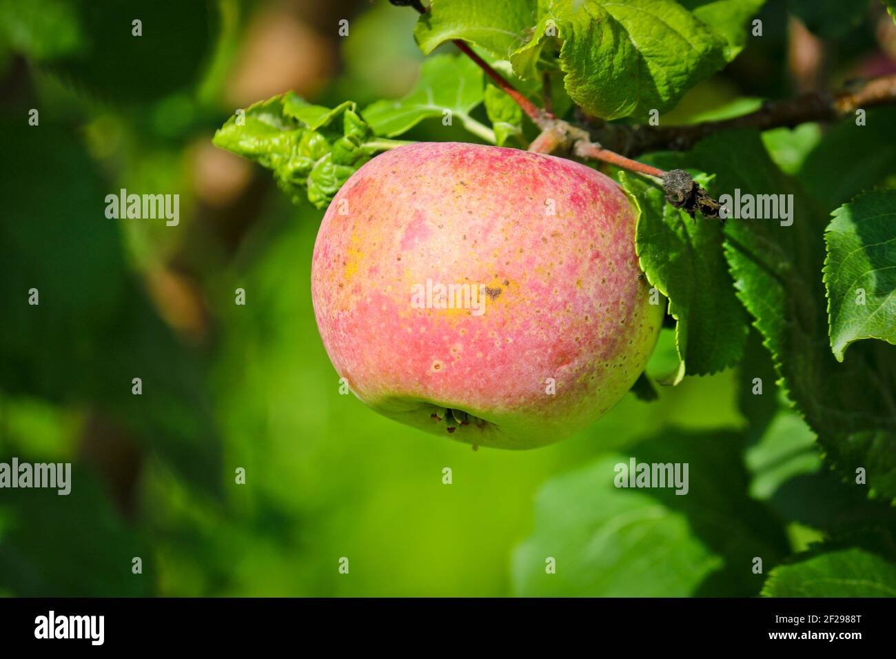 Pomme rouge mûre sur une branche d'un pommier en gros plan. Banque D'Images