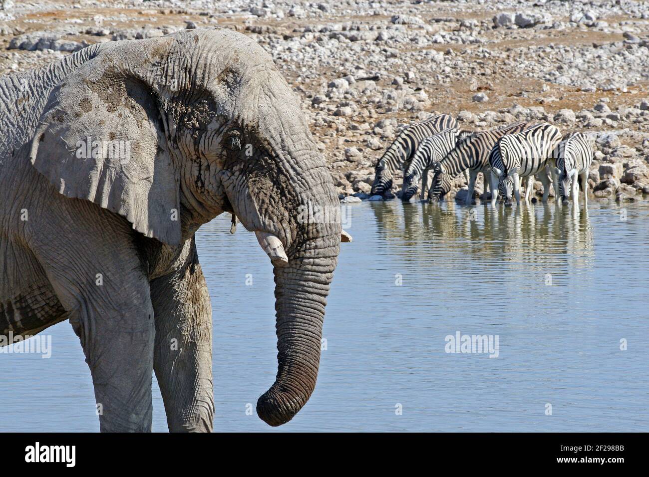 Éléphant en premier plan tandis que les Zèbres s'alignent en arrière-plan pour boire dans un trou d'eau à Etosha NP, Namibie Banque D'Images