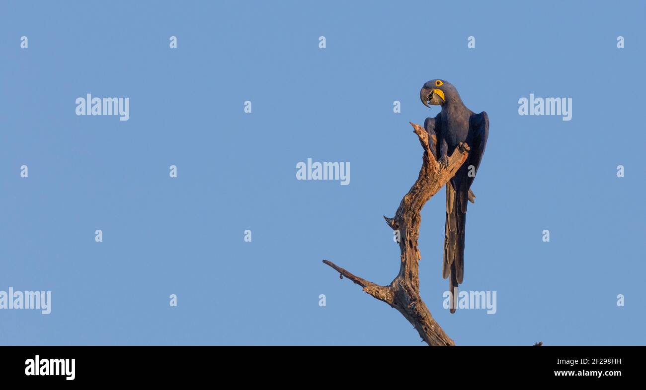 La macaw de jacinthe (Anodorhynchus hyacinthinus), espèce menacée d'oiseaux, assise sur un arbre en milieu naturel dans le Pantanal, Mato Grosso, Brésil Banque D'Images