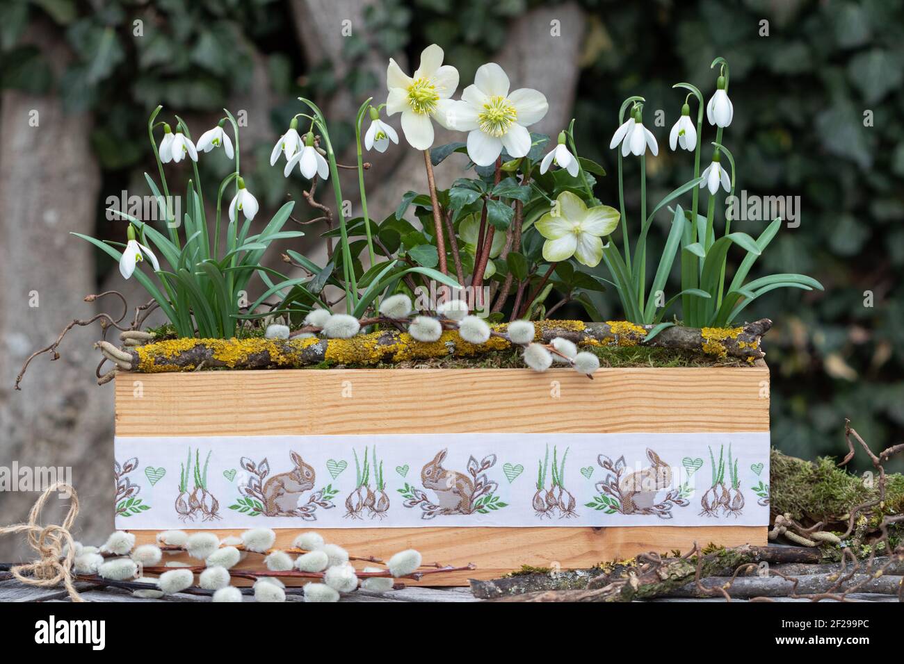 helleborus niger et les chutes de neige dans une boîte en bois comme jardin de pâques décoration Banque D'Images