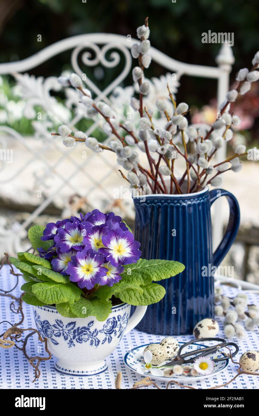 décoration printanière avec premrose violet et blanc dans la tasse et chatons de saule Banque D'Images