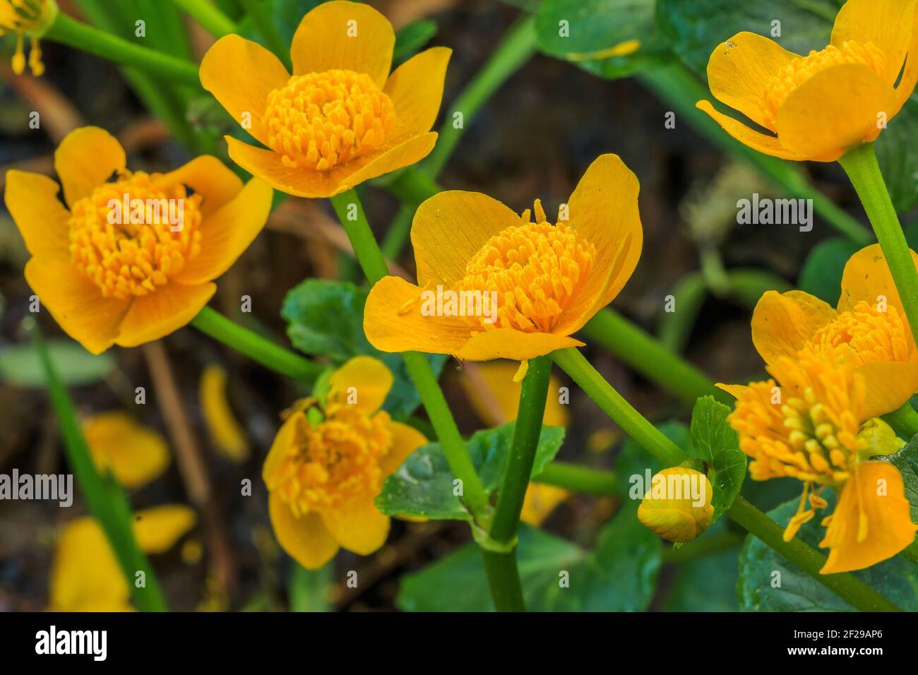 Plusieurs fleurs jaunes dans un marais. Marigolds de marais aux fleurs ouvertes. Tiges de fleurs vertes avec des feuilles vertes en forme de cœur. Détails de la fleur Banque D'Images