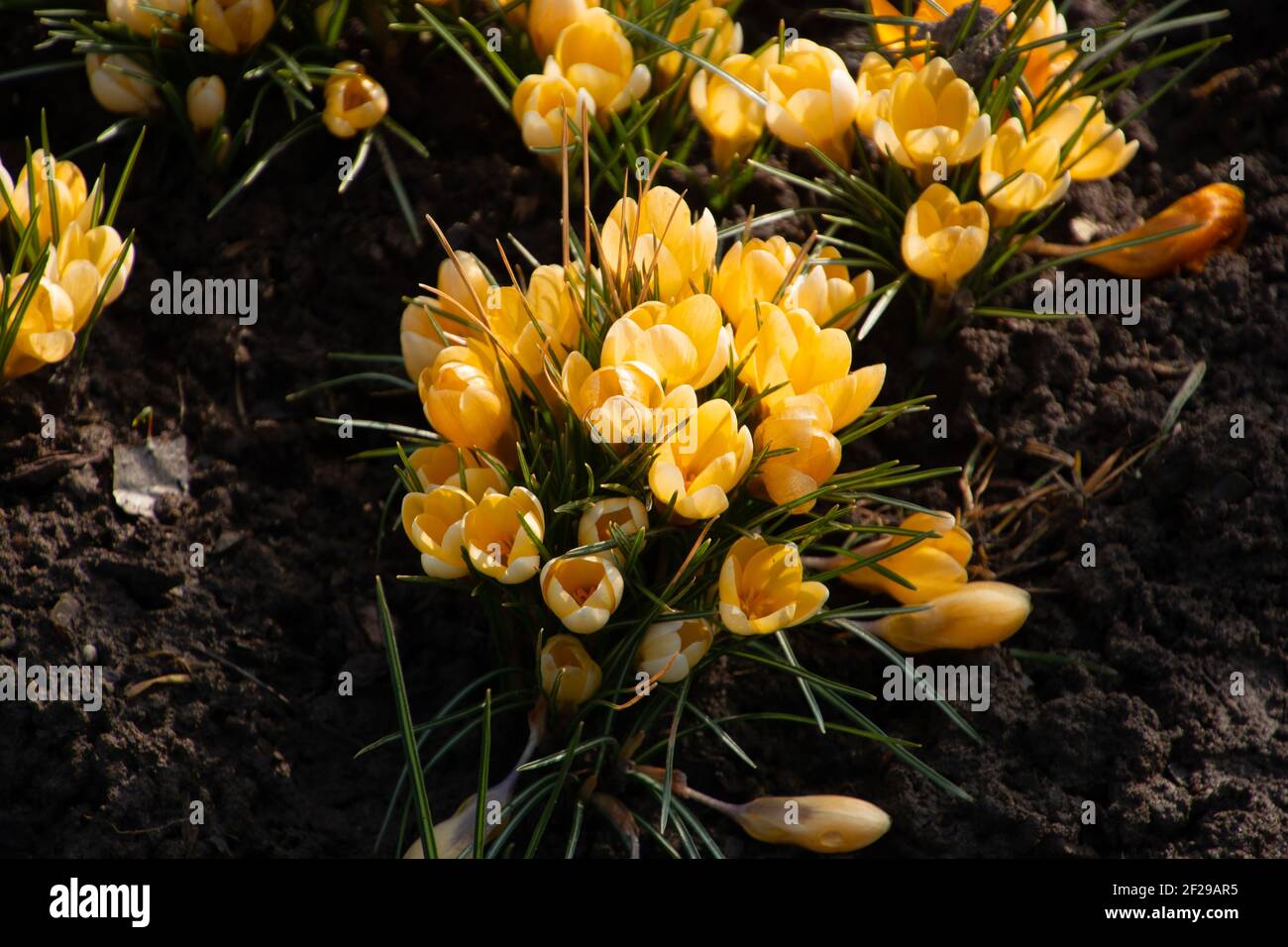 croci jaune en mars sur un pré dans un ornemental jardin en gros plan Banque D'Images