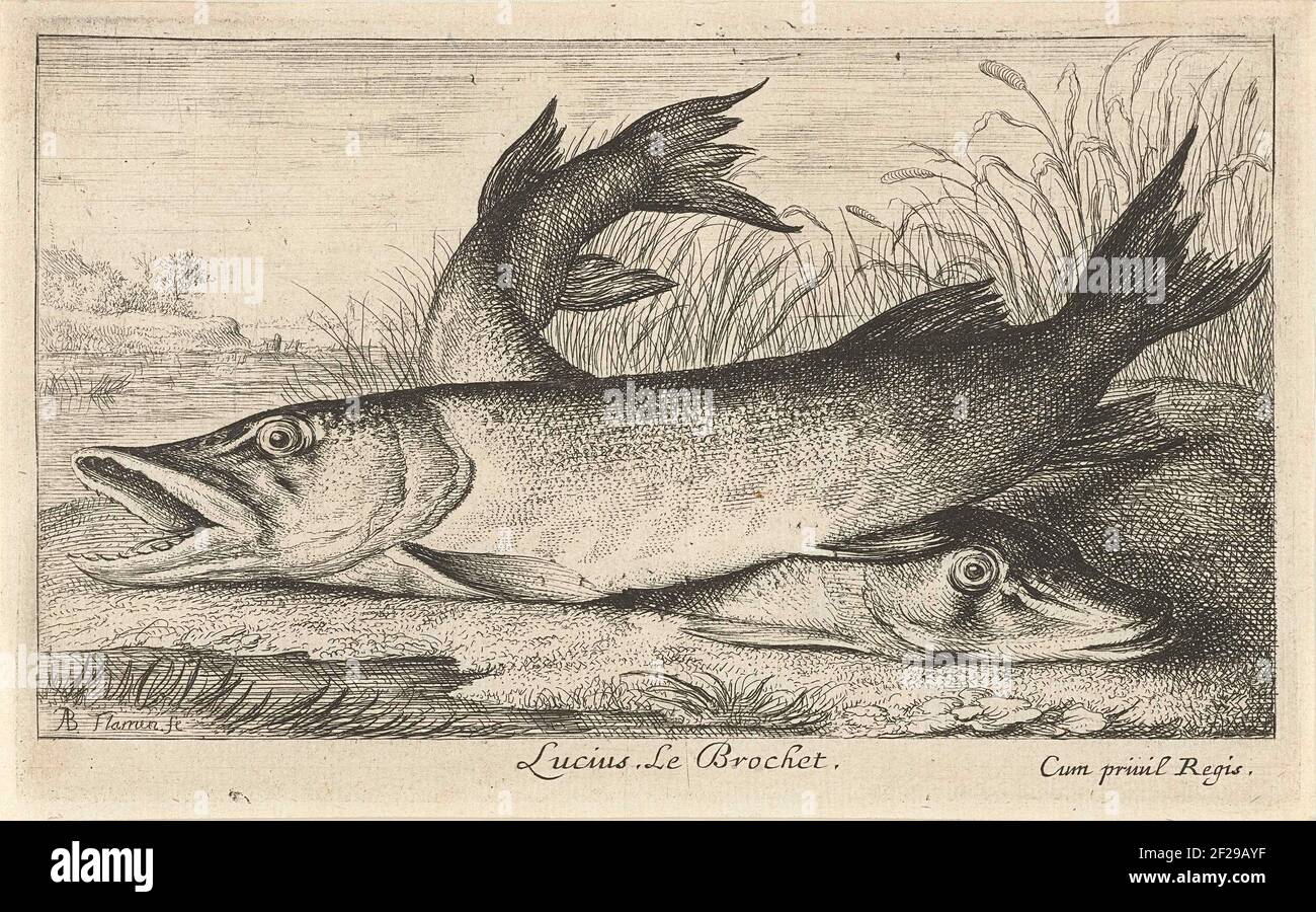 Deux brochets sur un bord de rivière; Lucius. Le brochet.; poissons et autres animaux marins - première série sur l'eau douce; Divers Especes de Poissons d'eau douce .. Banque D'Images