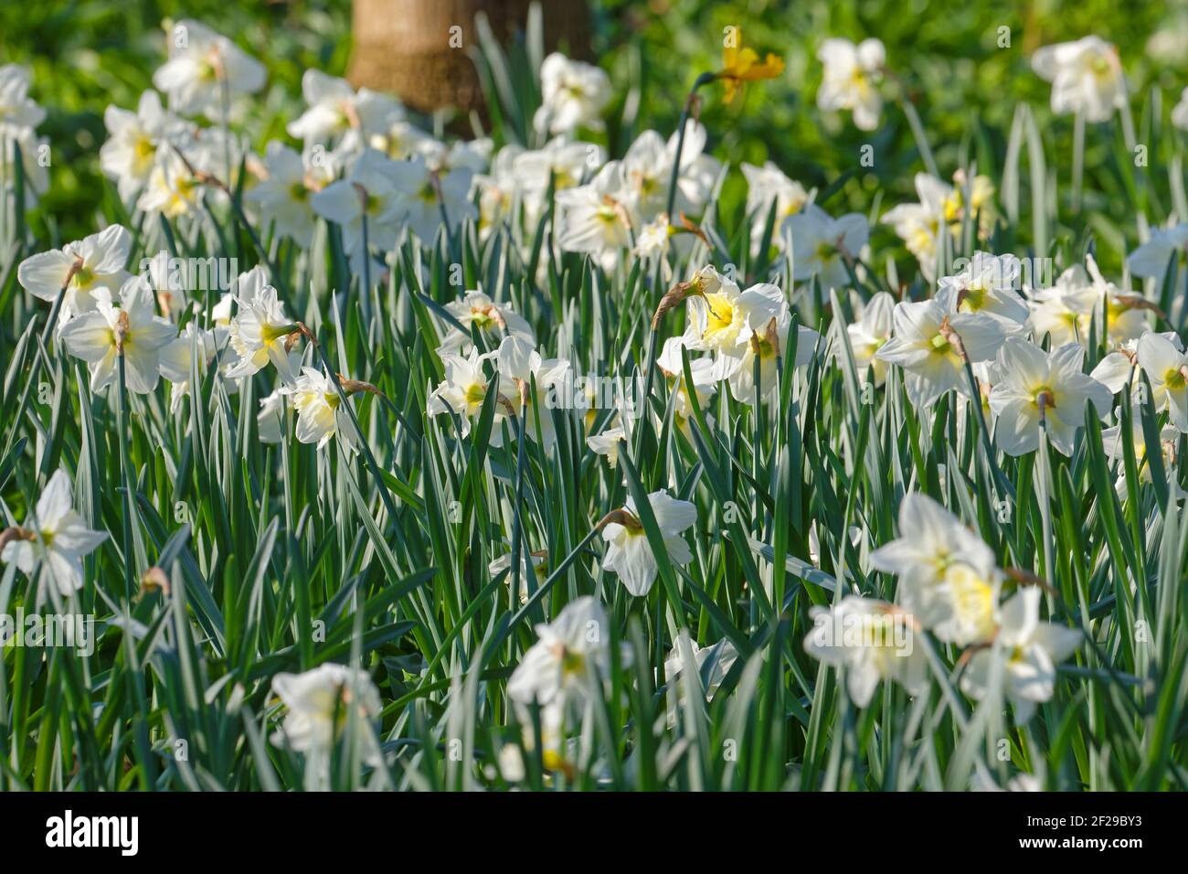 Un lit de fleurs de jonquilles dans le parc boisé. Banque D'Images