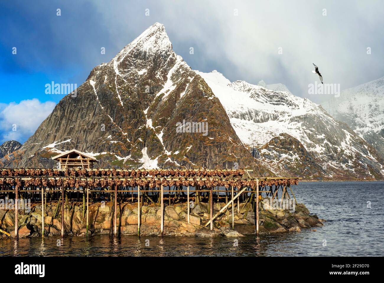 Morue suspendue à sécher sur des casiers en bois devant la montagne Olstiden, Moskenes, Lofoten, Norvège. Séchage de la morue pour produire des stocks de poisson traditionnel sur outd Banque D'Images