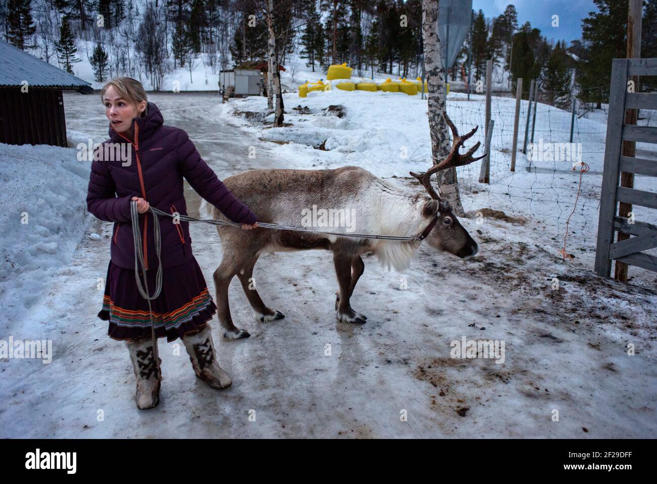 Norvège sami Banque de photographies et d'images à haute résolution - Alamy