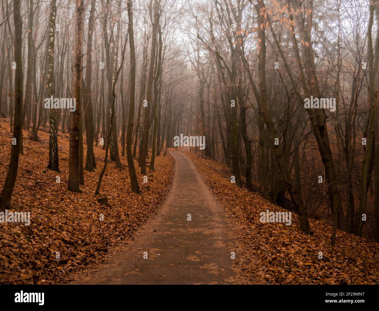 Chemin secret au milieu des bois d'automne de fantaisie à côté de Prague en République tchèque. Banque D'Images