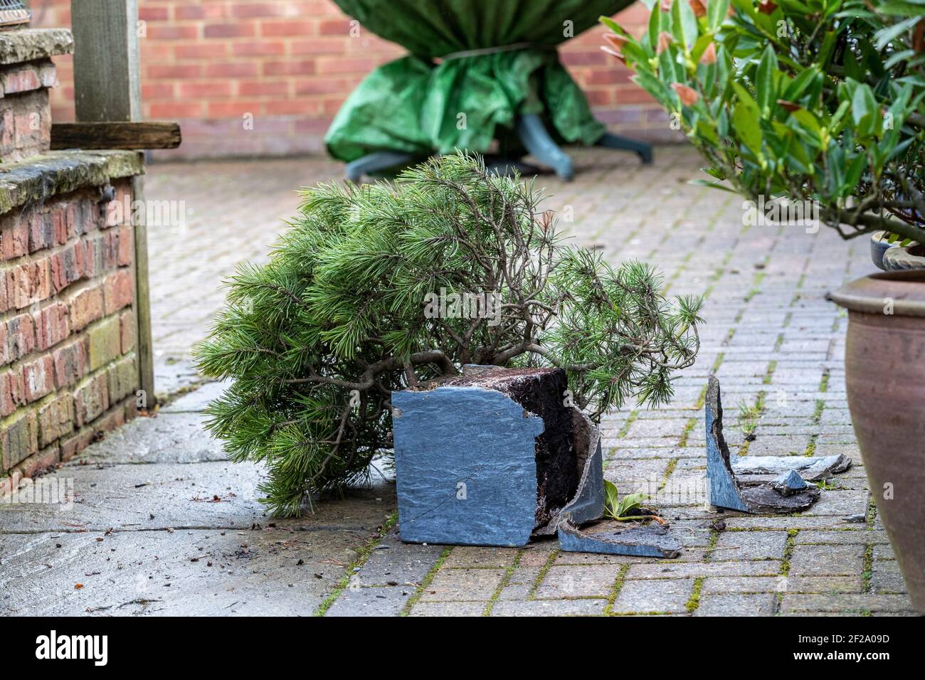 Northampton, Royaume-Uni Météo. 11 mars 2021. La force de Gale serpente la nuit et ce matin prendre un pin Bonsai de sa zone d'exposition et le fracasser sur un bloc et pavage de briques dans un jardin arrière. Crédit : Keith J Smith./Alay Live Banque D'Images