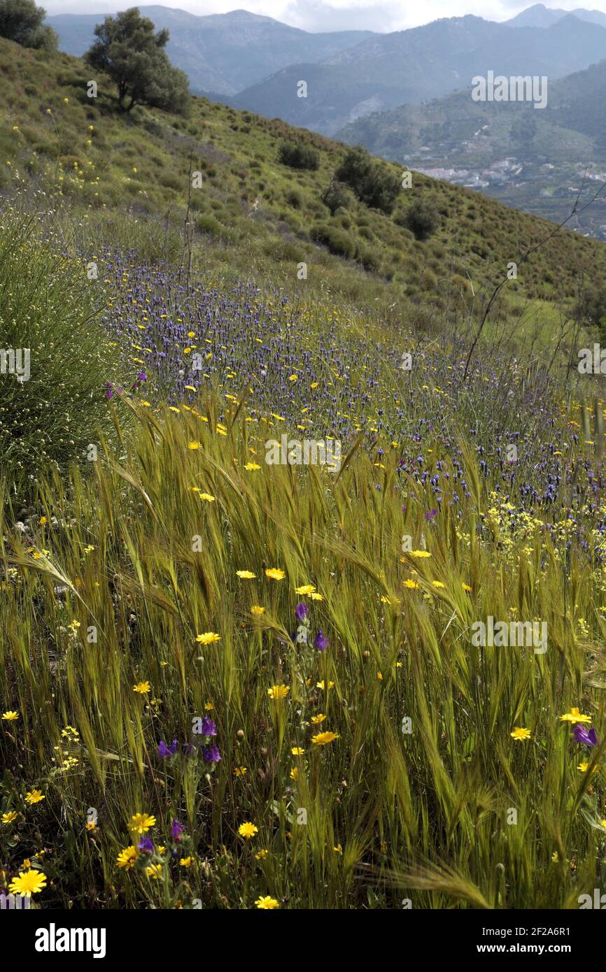 Prairie de fleurs sauvages sur une colline, Andalousie, Espagne. Banque D'Images