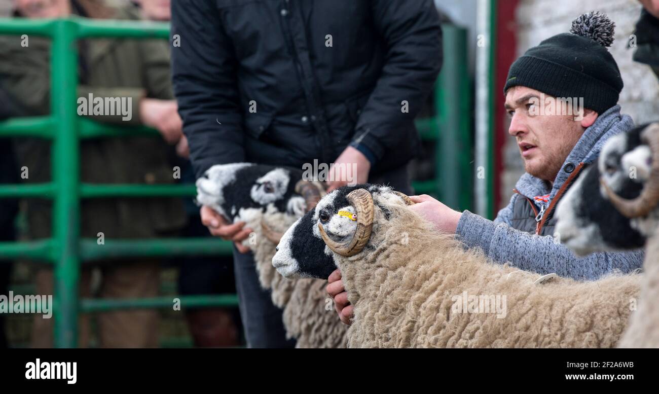 Jugeant la femelle de moutons Swaledale lors d'une vente d'agneau, Cumbria, Royaume-Uni. Banque D'Images