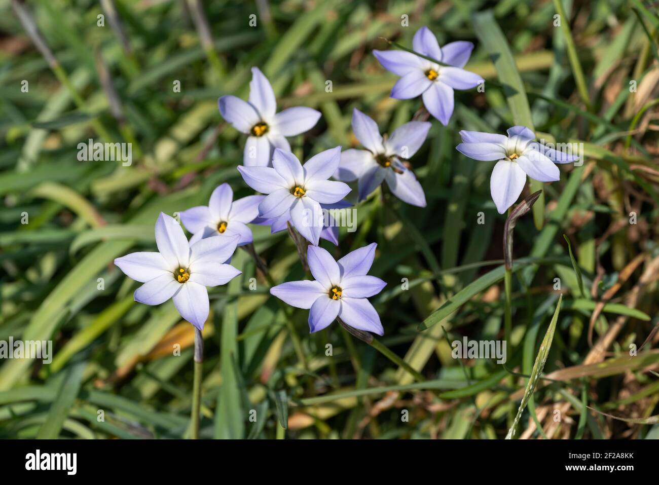 Ipheion uniflorum, ville d'Isehara, préfecture de Kanagawa, Japon Banque D'Images