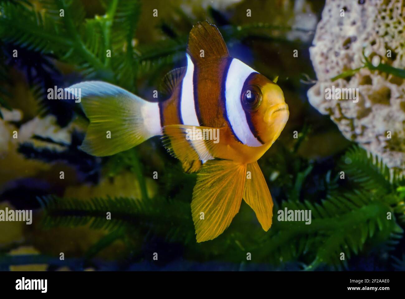 L'Amphiprion clarkii, communément appelé poisson d'anemonchair et clownfish à queue jaune de Clark, est un poisson marin appartenant à la famille des Pomacentridae, le clownf Banque D'Images