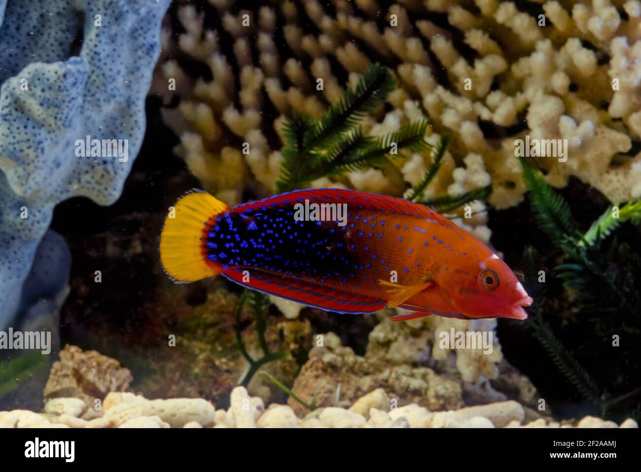 CORIS gaimard, le wrasse à queue jaune ou le coris africain, entre autres noms vernaculaires, est une espèce de wrasse originaire des eaux tropicales du centre Banque D'Images