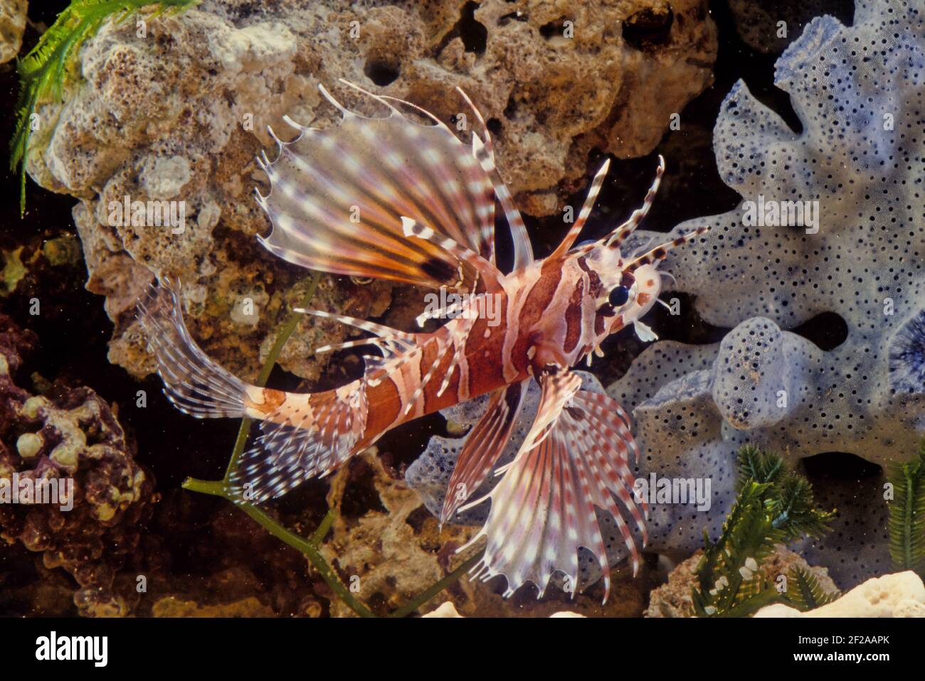 Le dendrochirus zébra, connu communément sous le nom de zébré ou de lionfish zébré, entre autres noms vernaculaires, est une espèce de poisson marin de la famille S. Banque D'Images