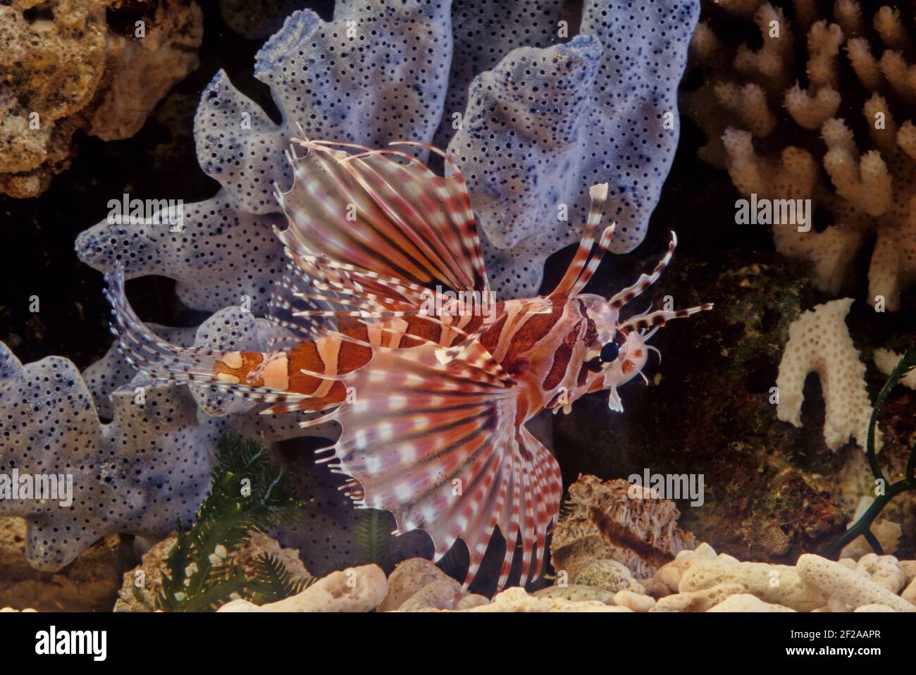 Le dendrochirus zébra, connu communément sous le nom de zébré ou de lionfish zébré, entre autres noms vernaculaires, est une espèce de poisson marin de la famille S. Banque D'Images