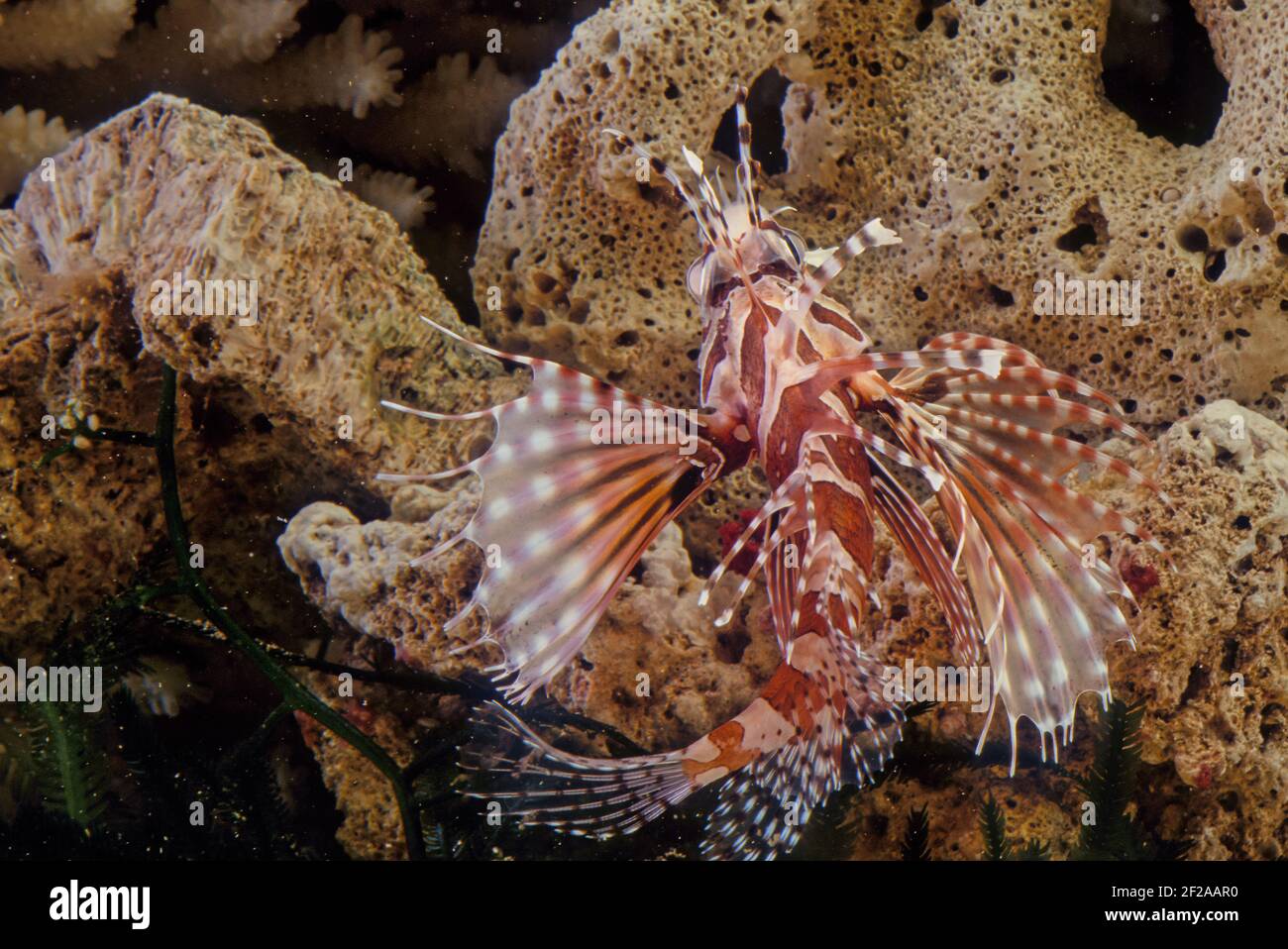 Le dendrochirus zébra, connu communément sous le nom de zébré ou de lionfish zébré, entre autres noms vernaculaires, est une espèce de poisson marin de la famille S. Banque D'Images
