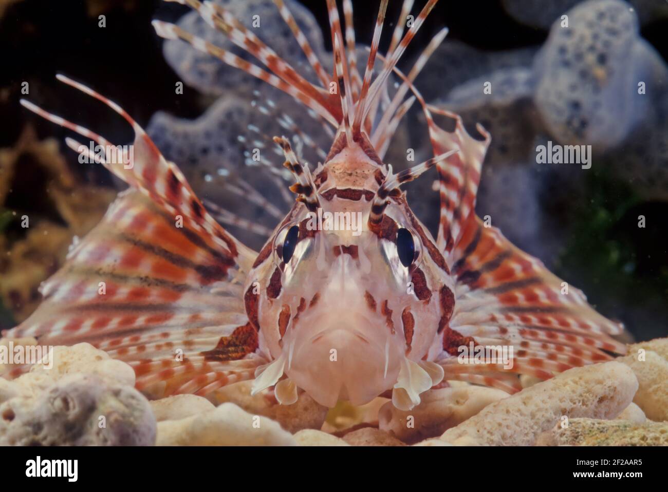 Le dendrochirus zébra, connu communément sous le nom de zébré ou de lionfish zébré, entre autres noms vernaculaires, est une espèce de poisson marin de la famille S. Banque D'Images