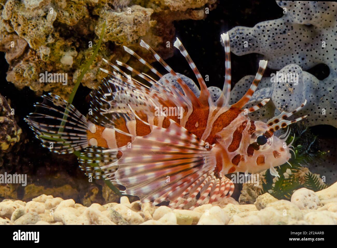 Le dendrochirus zébra, connu communément sous le nom de zébré ou de lionfish zébré, entre autres noms vernaculaires, est une espèce de poisson marin de la famille S. Banque D'Images