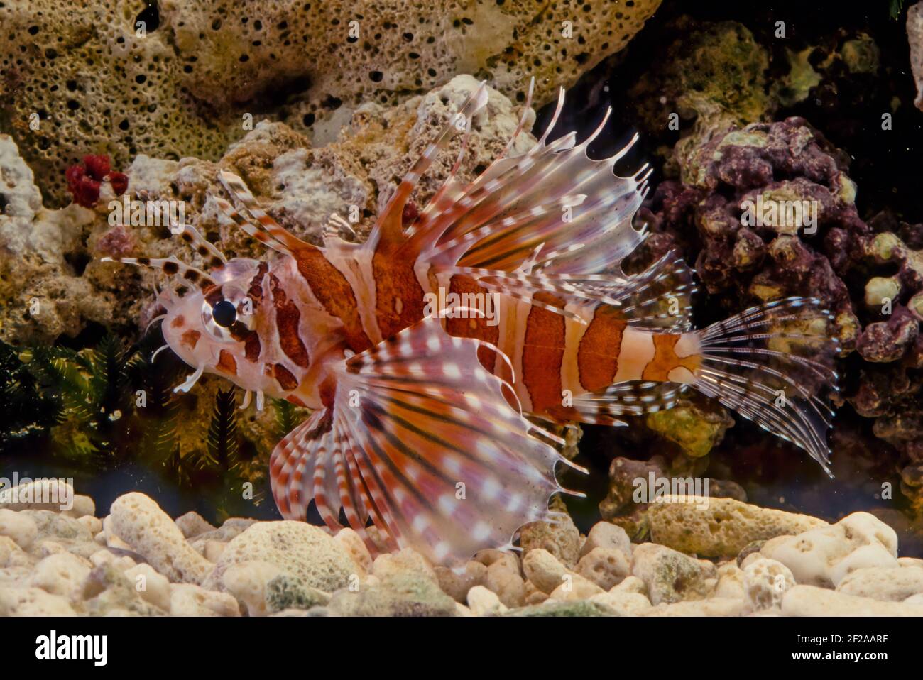 Le dendrochirus zébra, connu communément sous le nom de zébré ou de lionfish zébré, entre autres noms vernaculaires, est une espèce de poisson marin de la famille S. Banque D'Images
