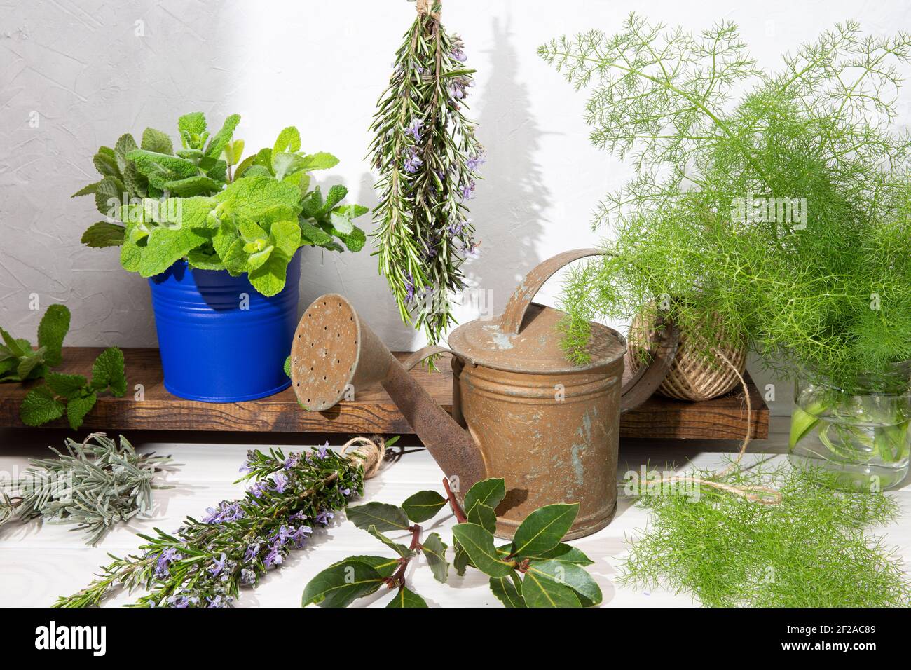 Encore la vie des herbes aromatiques sur table en bois et arrosoir. Style rustique. Jardinage herbes culinaires Banque D'Images