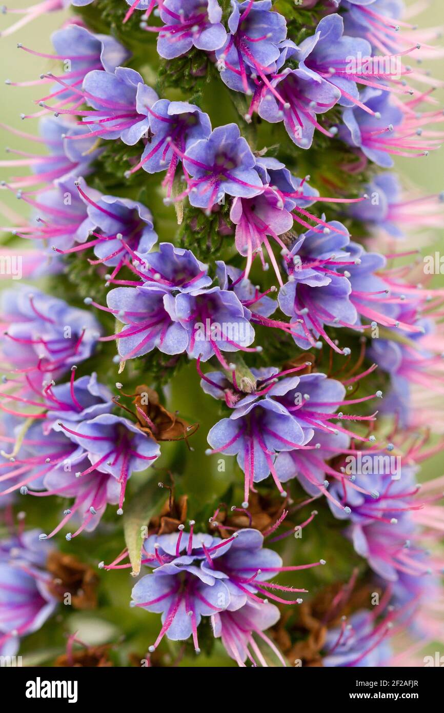 Un cliché vertical de fleurs d'échium callithyrsum violet en fleurs Banque D'Images