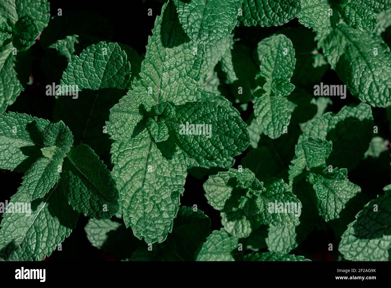 Plante aromatique. Croissance des feuilles de menthe Banque D'Images