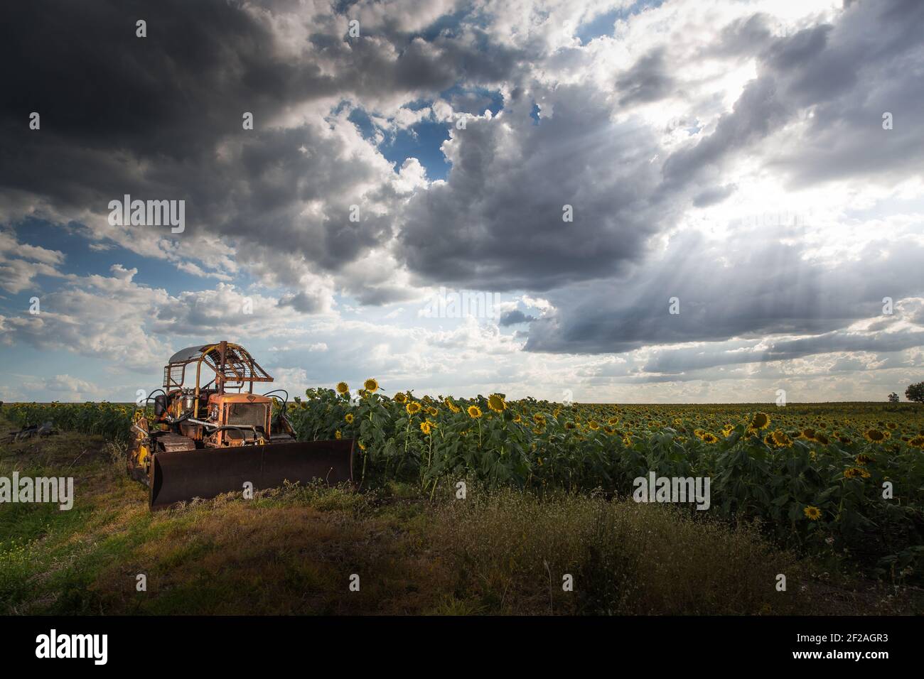 Un vieux bulldozer à côté d'un champ de tournesols dans la campagne du Queensland, en Australie Banque D'Images