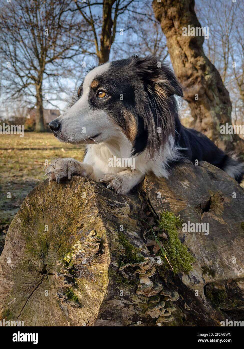 Chien de berger australien jouant au Spring Park. Bonnes promenades australiennes en plein air par beau temps. Portrait de chien. Banque D'Images