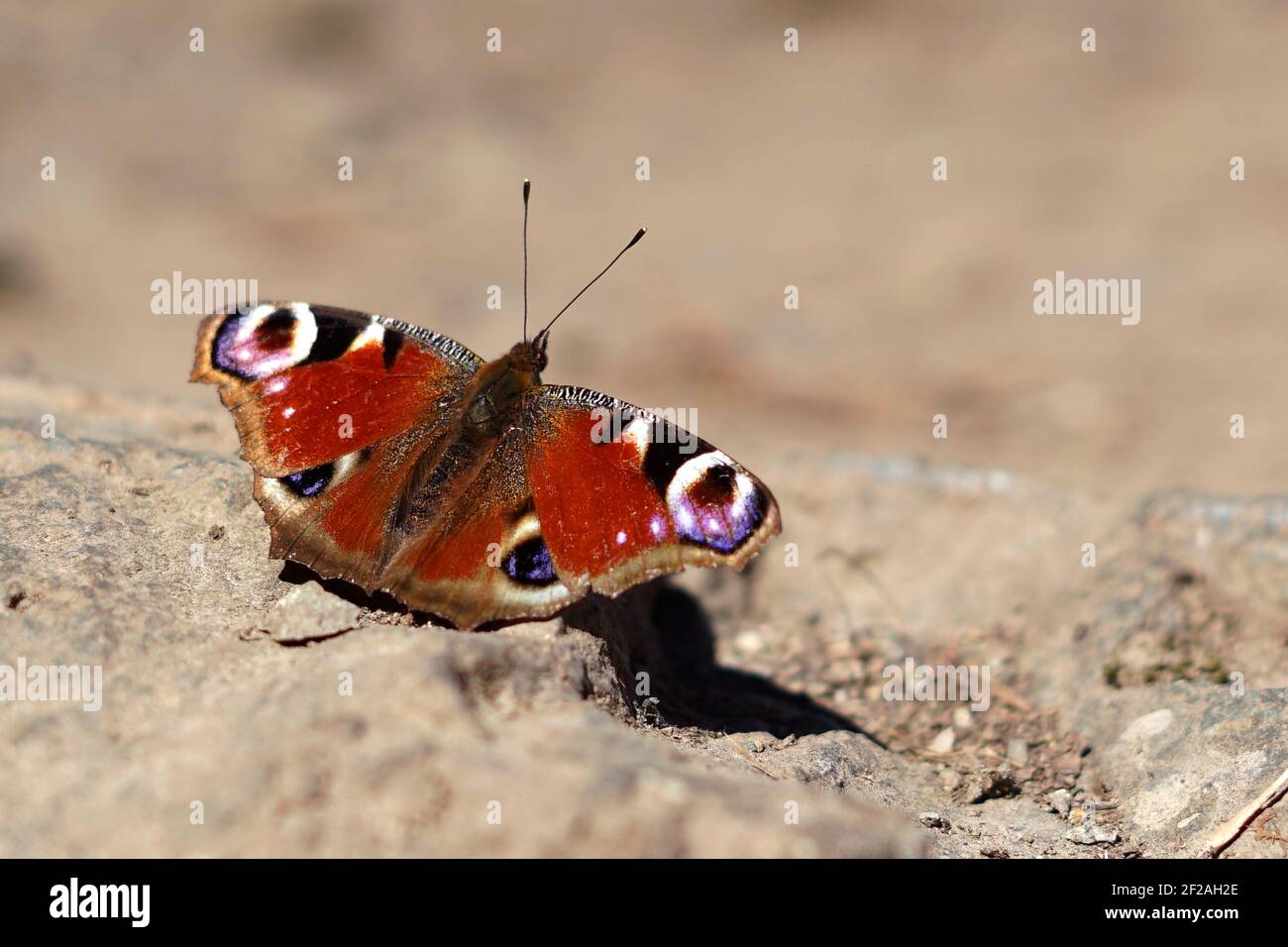 Papillon de paon (Aglais io) assis au sol Banque D'Images