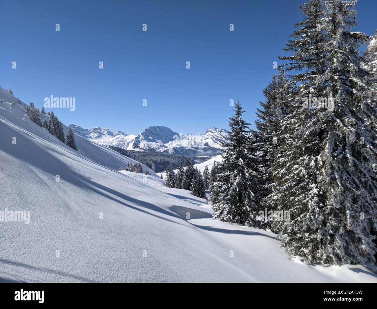 arbres fraîchement enneigés dans un magnifique paysage d'hiver avec des montagnes En arrière-plan.Big Tree avec beaucoup de neige Banque D'Images