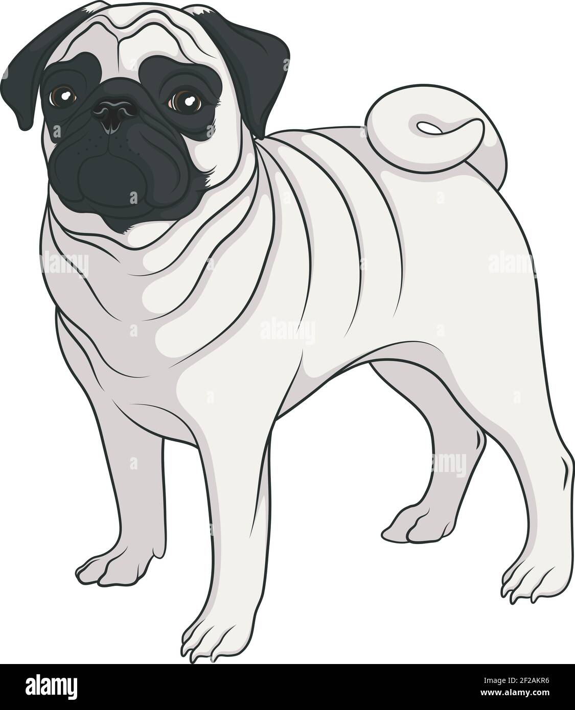 Image vectorielle couleur d'un pug. Objet isolé sur blanc. Illustration de Vecteur