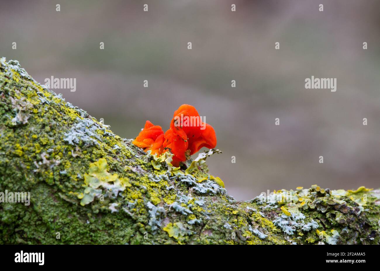Le champignon Orange Golden Jelly ou Yellow Brain ou (Tremella mesenterica) sur le lichen a couvert la branche morte d'un chêne. Banque D'Images