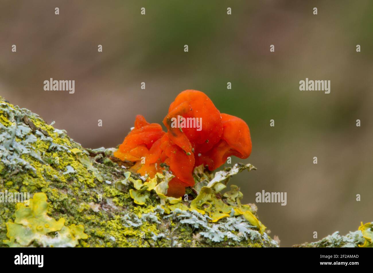 Le champignon Orange Golden Jelly ou Yellow Brain ou (Tremella mesenterica) sur le lichen a couvert la branche morte d'un chêne. Banque D'Images