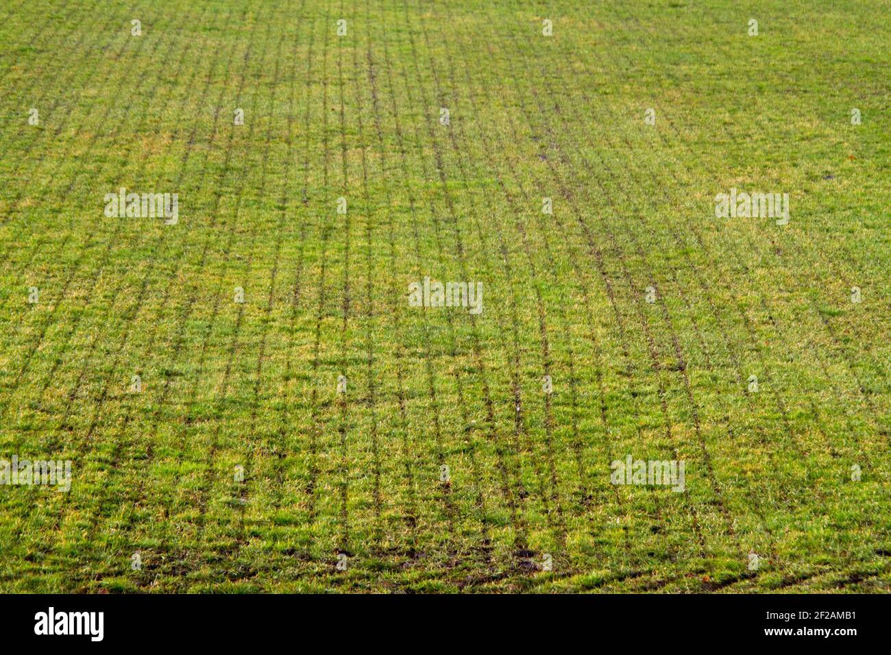 Agriculture moderne: sod avec coupes droites après injection de fumier liquide dans les prairies Banque D'Images