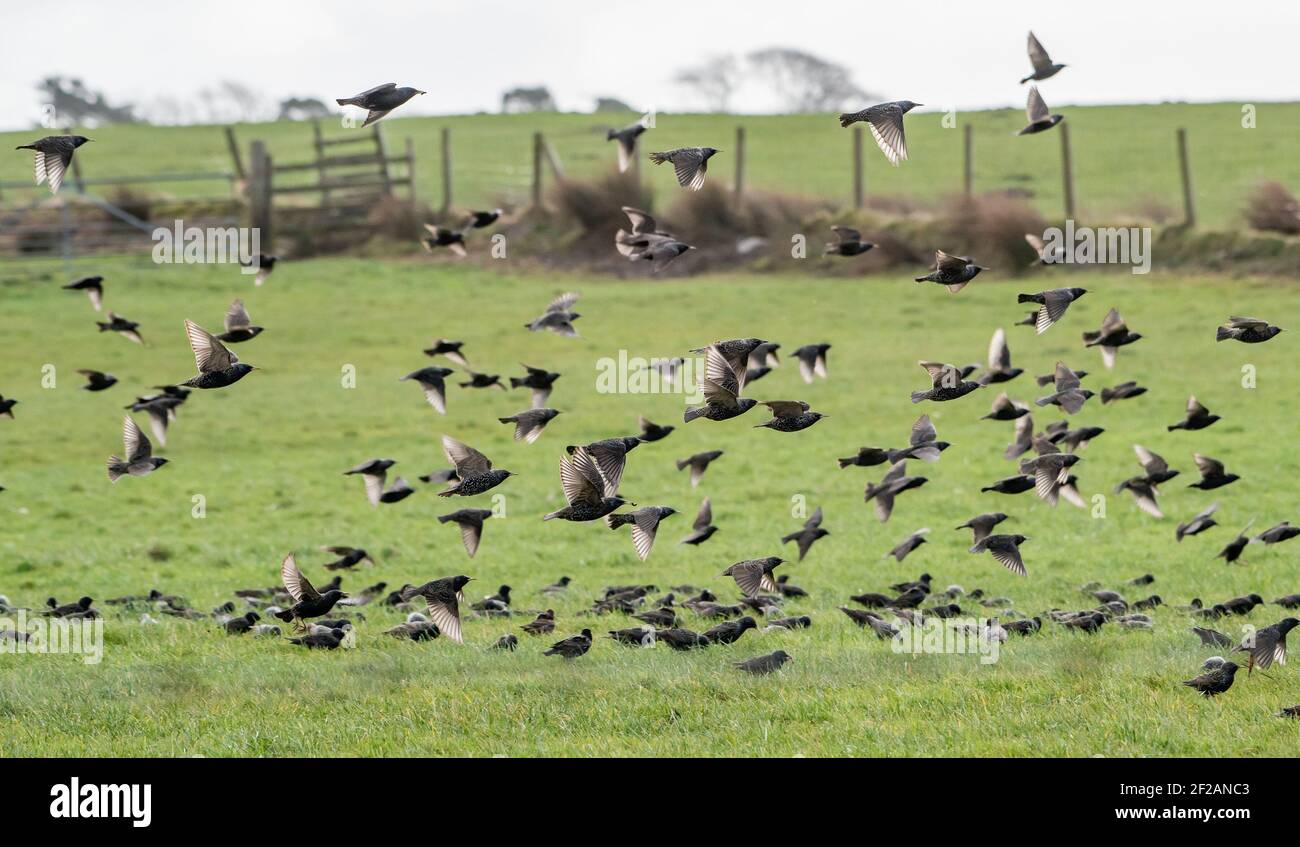 Bleasdale, Preston, Lancashire, Royaume-Uni. 11 mars 2021. Un troupeau d'étoiles prend l'air lors d'une journée venteuse sur les terres agricoles près de Preston, dans le Lancashire. Crédit : John Eveson/Alamy Live News Banque D'Images